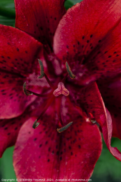 Big Red Lily Picture Board by STEPHEN THOMAS