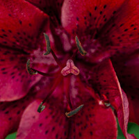 Buy canvas prints of Big Red Lily by STEPHEN THOMAS