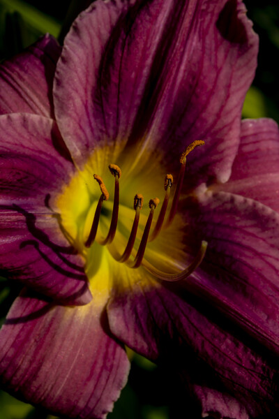 Purple Daylily Picture Board by STEPHEN THOMAS