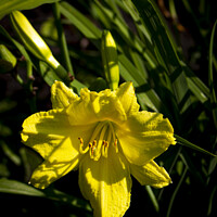 Buy canvas prints of Yellow Daylily by STEPHEN THOMAS