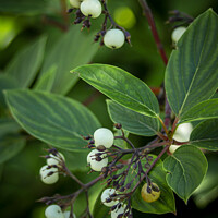 Buy canvas prints of Red Osier Dogwood Berries by STEPHEN THOMAS