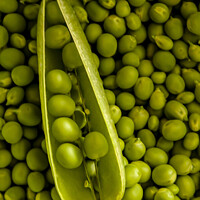 Buy canvas prints of Peapod on Pea pile by STEPHEN THOMAS