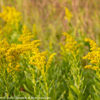 Buy canvas prints of Goldenrod by STEPHEN THOMAS