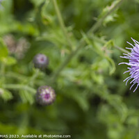 Buy canvas prints of Thistle flower by STEPHEN THOMAS