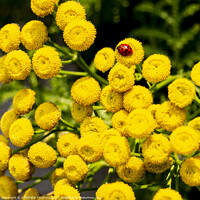 Buy canvas prints of Ladybug On Tansy Flowers by STEPHEN THOMAS