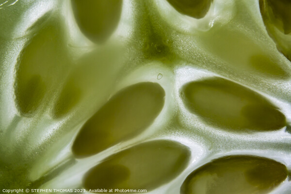 Cucumber Slice Macro Picture Board by STEPHEN THOMAS
