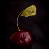 Buy canvas prints of Cherry With Leaf by STEPHEN THOMAS