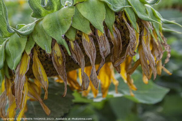 Sunflower Ripening Picture Board by STEPHEN THOMAS