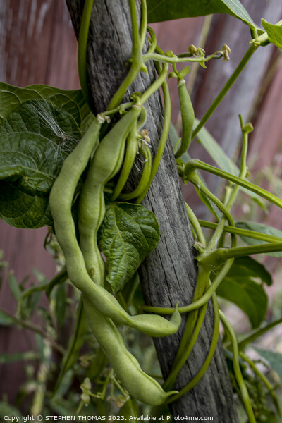 Bean Vine On A Hoe Handle Picture Board by STEPHEN THOMAS