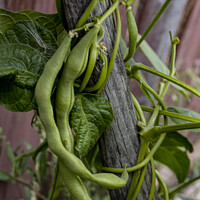 Buy canvas prints of Bean Vine On A Hoe Handle by STEPHEN THOMAS