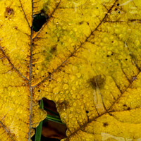 Buy canvas prints of Dewy Autumn Leaf by STEPHEN THOMAS