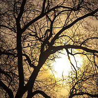 Buy canvas prints of The Sun's Caught Up In A Tree by STEPHEN THOMAS
