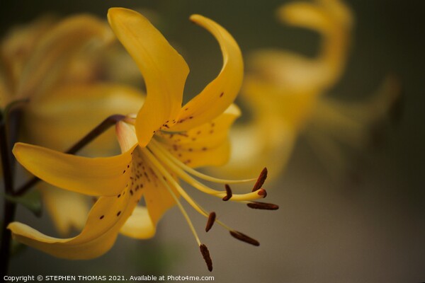 Yellow Lily Picture Board by STEPHEN THOMAS