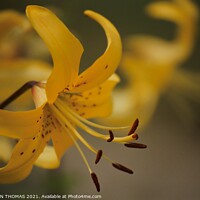 Buy canvas prints of Yellow Lily by STEPHEN THOMAS