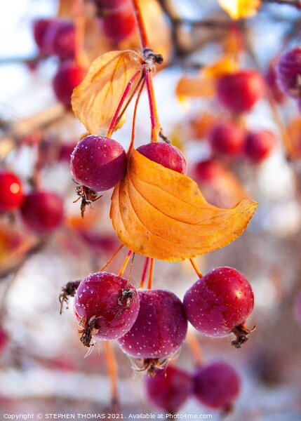 Frosty Crabapples Picture Board by STEPHEN THOMAS