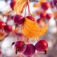 Buy canvas prints of Frosty Crabapples by STEPHEN THOMAS