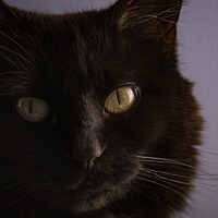 Buy canvas prints of Missy's Close-up by STEPHEN THOMAS