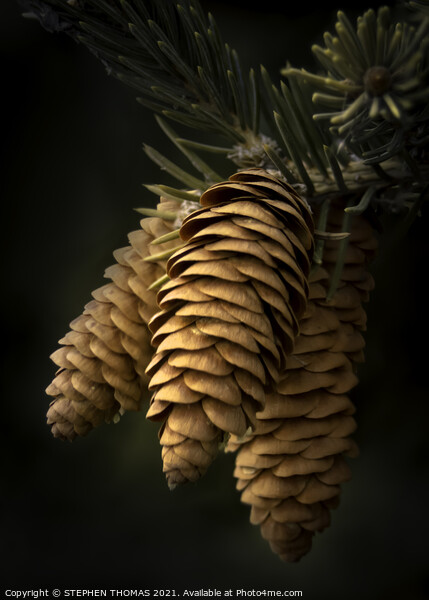 Spruce Cones Close-up Picture Board by STEPHEN THOMAS