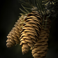 Buy canvas prints of Spruce Cones Close-up by STEPHEN THOMAS