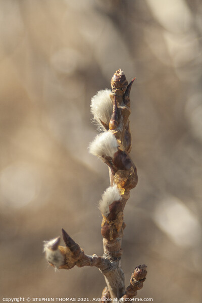 New Catkins Picture Board by STEPHEN THOMAS