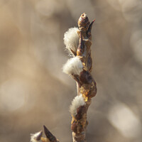 Buy canvas prints of New Catkins by STEPHEN THOMAS