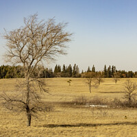 Buy canvas prints of Trees In A Meadow, Birds Hill Provincial Park by STEPHEN THOMAS