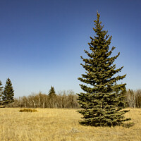 Buy canvas prints of Spruce in a meadow by STEPHEN THOMAS