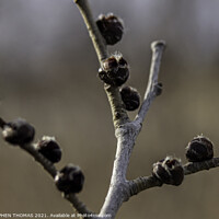 Buy canvas prints of Elm Buds by STEPHEN THOMAS