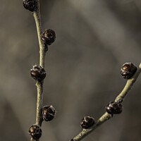 Buy canvas prints of Elm Buds 2 by STEPHEN THOMAS