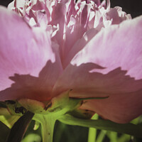 Buy canvas prints of The World Under A Peony by STEPHEN THOMAS