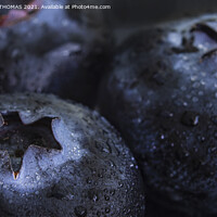Buy canvas prints of Big Blueberries by STEPHEN THOMAS