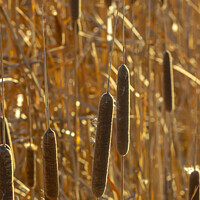 Buy canvas prints of Bulrushes in Golden Sunlight by STEPHEN THOMAS