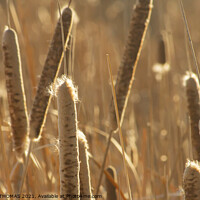 Buy canvas prints of Bulrushes in Golden Sunlight 2 by STEPHEN THOMAS