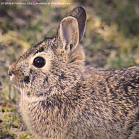 Buy canvas prints of A close up of an wild rabbit by STEPHEN THOMAS