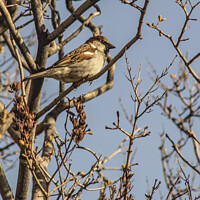 Buy canvas prints of House Sparrow by STEPHEN THOMAS