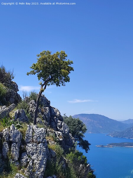 A tree on a mountain over looking dalyan in Turkey  Picture Board by Pelin Bay