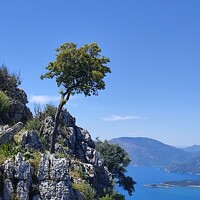 Buy canvas prints of A tree on a mountain over looking dalyan in Turkey  by Pelin Bay
