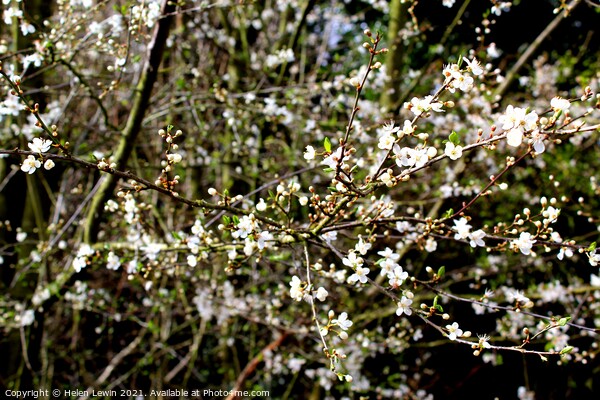 White Blossom in Bloom  Picture Board by Pelin Bay