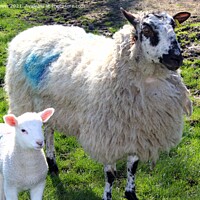 Buy canvas prints of Spring lambs  by Pelin Bay