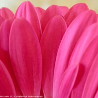 Buy canvas prints of Pretty in pink  by Pelin Bay
