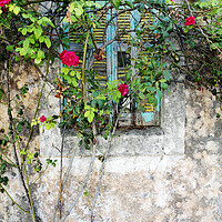 Buy canvas prints of Roses grow around an old shuttered window in Lesvos, Greece by Neil Overy