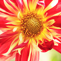 Buy canvas prints of Dahlia 'Pooh' flower , Horsham, West Sussex, England by Neil Overy