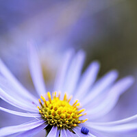 Buy canvas prints of Purple Aster Flower  by Neil Overy