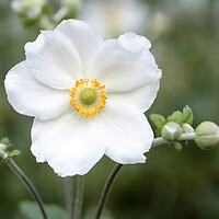Buy canvas prints of White Japanese Anemone flower by Neil Overy