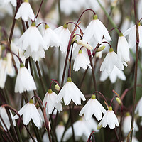 Buy canvas prints of  Autumn snowflake flowers by Neil Overy