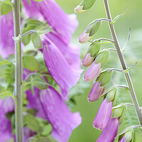 Buy canvas prints of Foxglove Flowers, Sussex, England by Neil Overy
