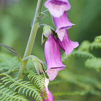Buy canvas prints of Foxglove Flowers, Sussex, England by Neil Overy