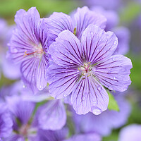 Buy canvas prints of Purple Geranium Flower with Dew Drops by Neil Overy