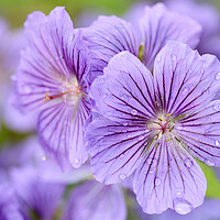 Buy canvas prints of Purple Geranium Flower with Dew Drops by Neil Overy