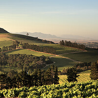 Buy canvas prints of Scenic Landscape of winelands near Stellenbosch, S by Neil Overy